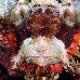scorpionfish_papuan_shag_v_0705_png0915.jpg